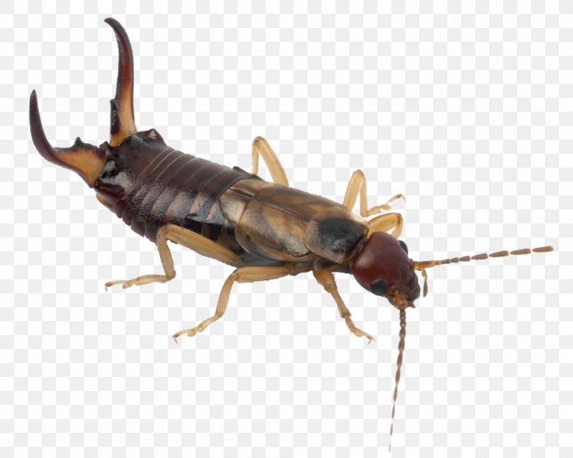 Cockroach European Earwig Insect Pest Control, PNG, 1000x800px, Cockroach, Arthropod, Bed Bug, Beetle, Centipedes Download Free
