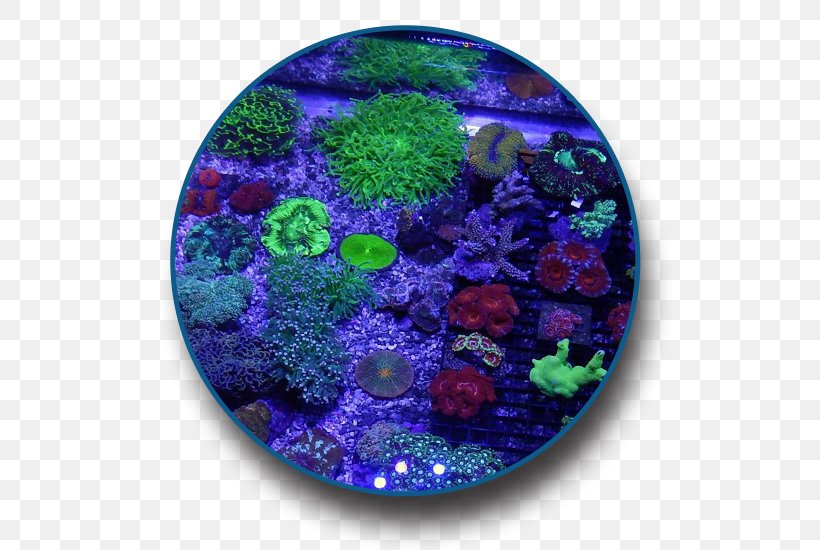 Coral Reef The Saltwater Junkies Saltwater Fish, PNG, 550x550px, Coral Reef, Aquarium Decor, Aquarium Lighting, Blue, Browser Game Download Free