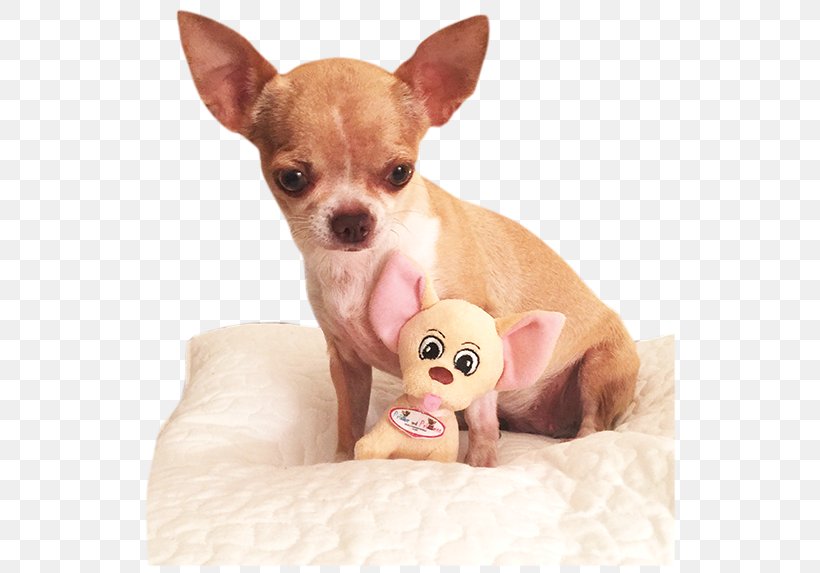 Chihuahua Russkiy Toy Prince And Princess Puppy Dog Breed, PNG, 537x573px, Chihuahua, Breed, Carnivoran, Clothing, Companion Dog Download Free