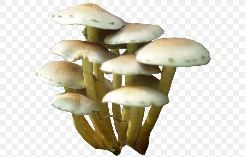 Mushroom Clip Art, PNG, 600x525px, Oyster Mushroom, Bbcode, Common Mushroom, Drawing, Edible Mushroom Download Free