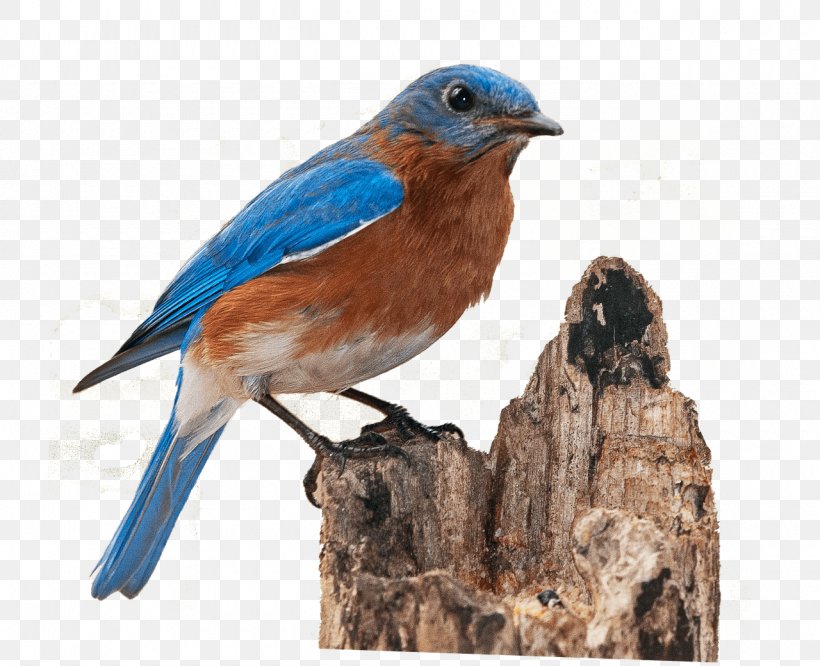 Western Bluebird Eastern Bluebird, PNG, 1280x1040px, Bird, Android, Beak, Bluebird, Bluebirds Download Free