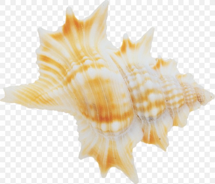 Beach Seashell Conchology Sea Snail, PNG, 1075x922px, Beach, Cockle, Conch, Conchology, Invertebrate Download Free
