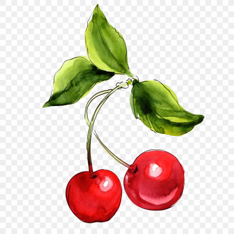 Cherry Watercolor Painting Fruit, PNG, 1000x1000px, Cherry, Cerasus, Cherry Blossom, Drawing, Food Download Free