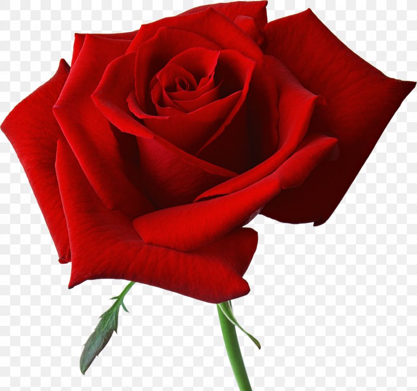 Rose Desktop Wallpaper Flower Clip Art, PNG, 1600x1499px, Rose, China Rose, Close Up, Cut Flowers, Floribunda Download Free