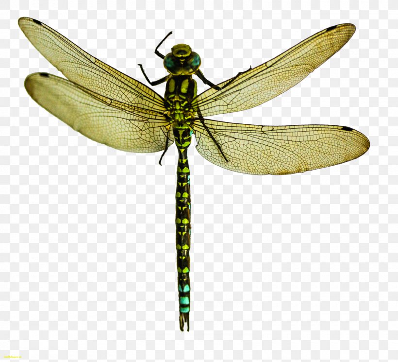A Dragonfly? Insect Wing Pterygota What Is An Insect?, PNG, 1600x1455px, Dragonfly, Animal, Arthropod, Damselfly, Dragonflies And Damseflies Download Free