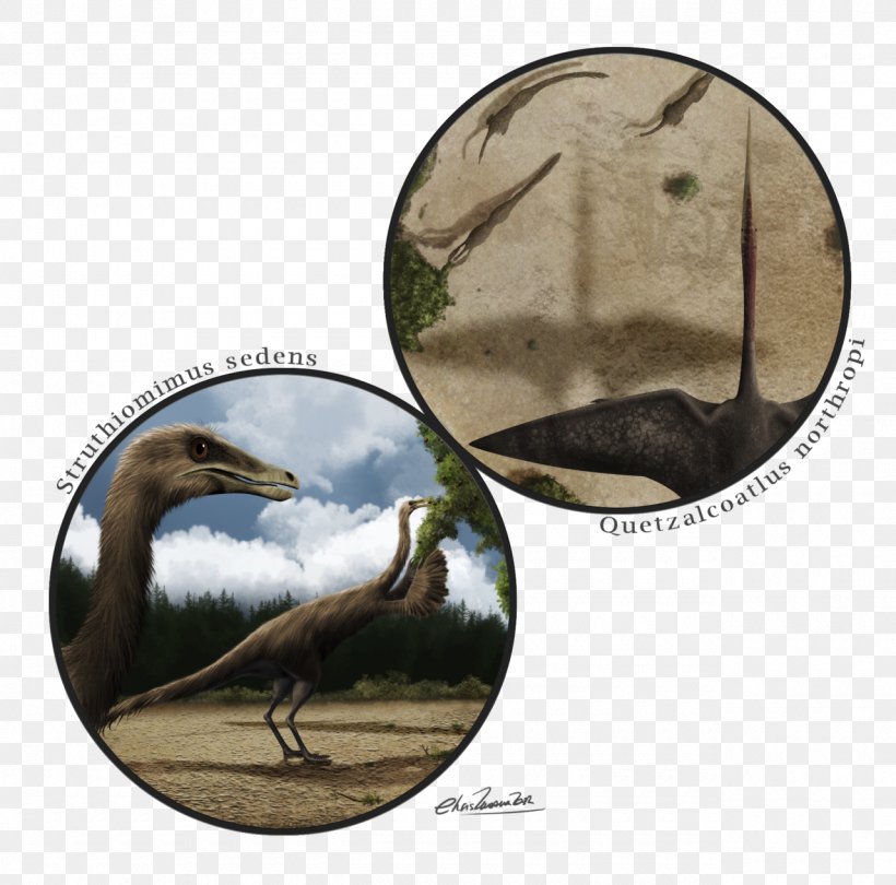 Beak Fauna, PNG, 1280x1265px, Beak, Bird, Dinosaur, Fauna, Organism Download Free