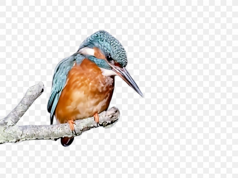 Bird Beak Rufous Hummingbird Wildlife Coraciiformes, PNG, 2000x1500px, Bird, Beak, Coraciiformes, Eastern Bluebird, Rufous Hummingbird Download Free