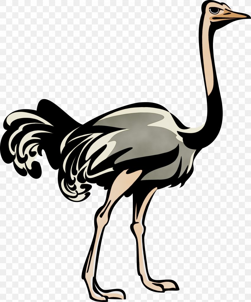 Cartoon Bird, PNG, 2492x3000px, Common Ostrich, Beak, Bird, Cranelike Bird, Emu Download Free