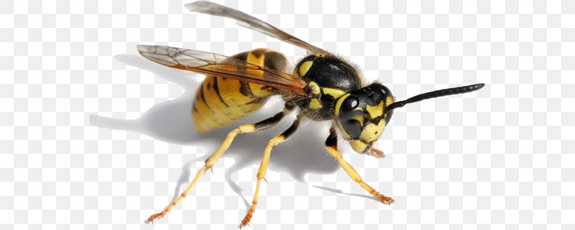 Hornet Bee Paper Wasp Insect, PNG, 565x329px, Hornet, Animal, Arthropod, Baldfaced Hornet, Bee Download Free