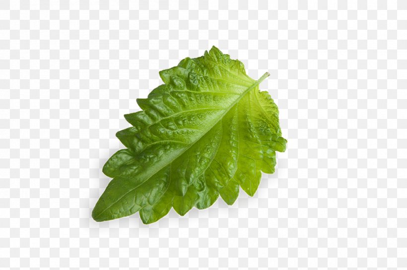 Leaf Dietary Fiber Romaine Lettuce Food Stevia, PNG, 1000x665px, Leaf, Basil, Beefsteak Plant, Blood, Blood Sugar Download Free