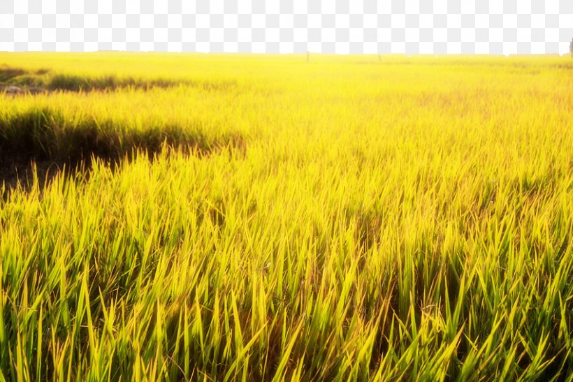 Paddy Field Gold Yellow, PNG, 850x568px, Paddy Field, Agriculture, Barley, Commodity, Crop Download Free