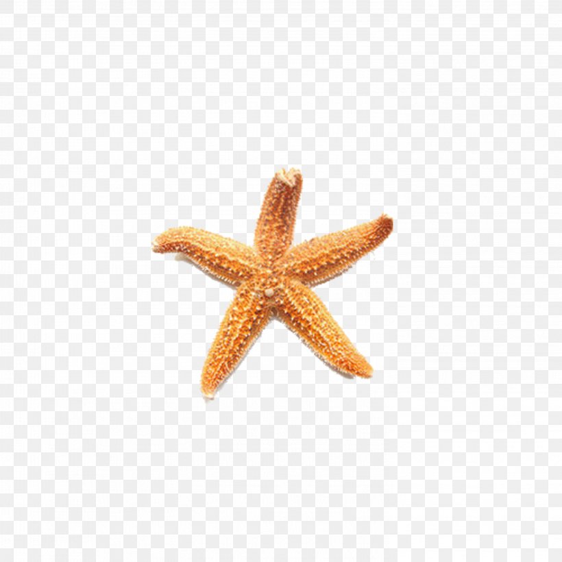 Starfish, PNG, 2953x2953px, Starfish, Echinoderm, Invertebrate, Marine Invertebrates, Orange Download Free