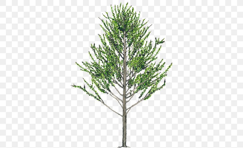 Alnus Acuminata Tree Evergreen Woody Plant Spruce, PNG, 750x502px, Alnus Acuminata, Alder, Branch, Conifer, Conifers Download Free