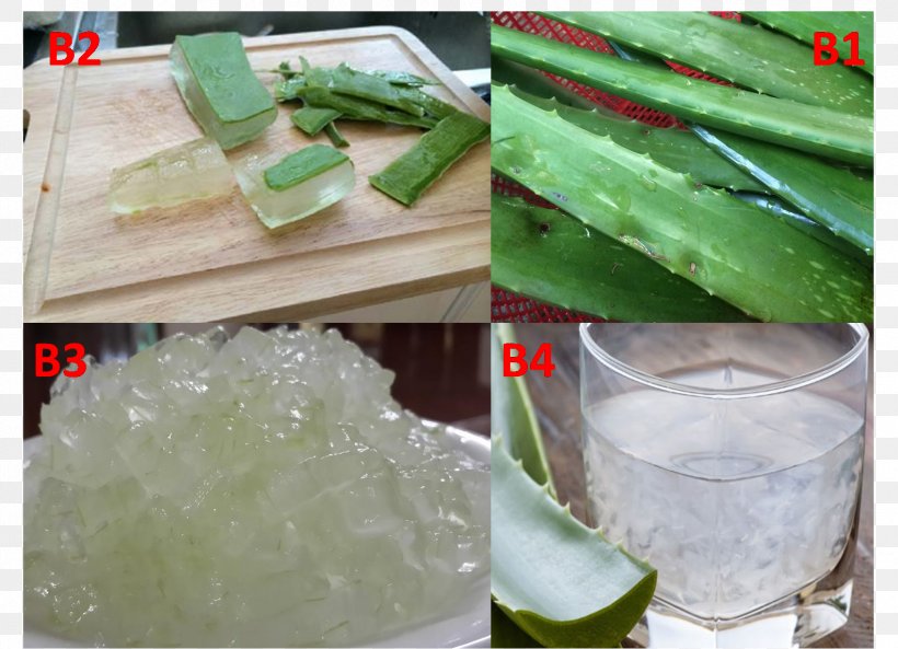 Cat Ice Frozen Food Vegetable Báo Mới, PNG, 1584x1146px, Cat, Aloe Vera, Cuisine, Dish, Food Download Free