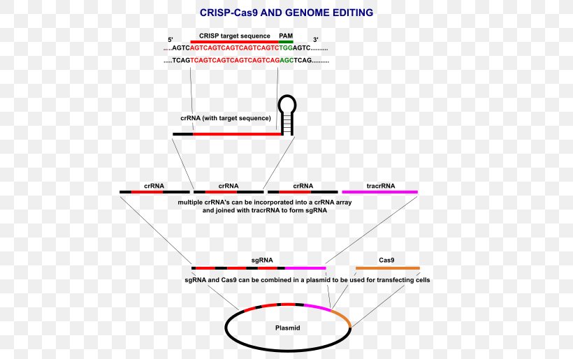 CRISPR Cas9 Plasmid Genome Editing DNA, PNG, 500x514px, Crispr, Adaptive Immune System, Area, Bacteriophage, Diagram Download Free