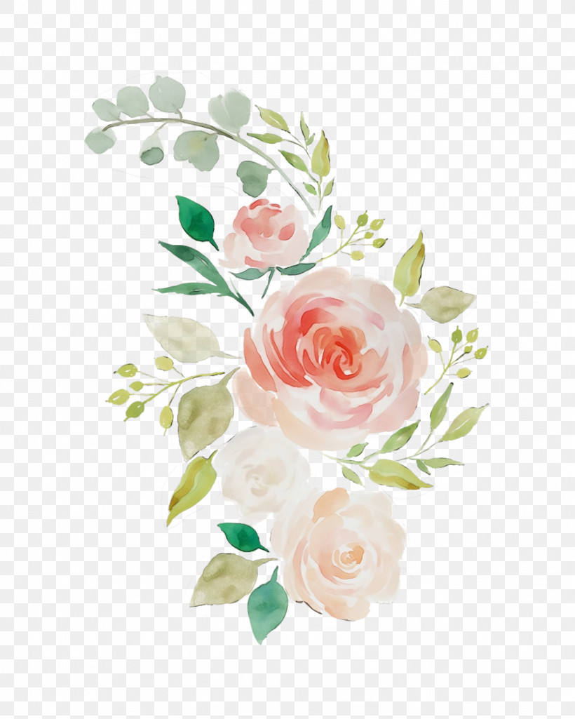 Garden Roses, PNG, 1024x1280px, Watercolor, Cut Flowers, Flower, Garden Roses, Paint Download Free