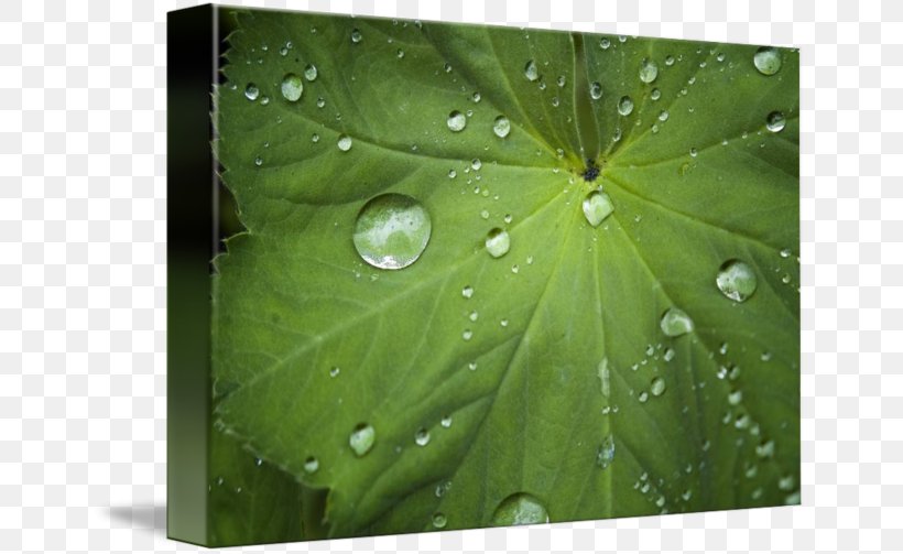 Leaf, PNG, 650x503px, Leaf, Dew, Drop, Green, Moisture Download Free