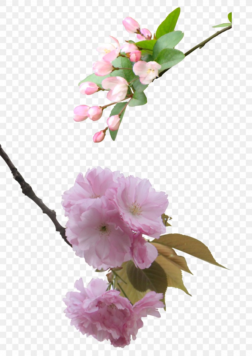 National Cherry Blossom Festival, PNG, 2480x3508px, National Cherry Blossom Festival, Artificial Flower, Blossom, Branch, Cherry Download Free
