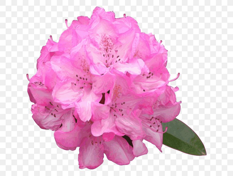 Azalea Pink Flowers Rhododendron Macrophyllum, PNG, 800x618px, Azalea, Cut Flowers, Ericales, Flower, Flowering Plant Download Free