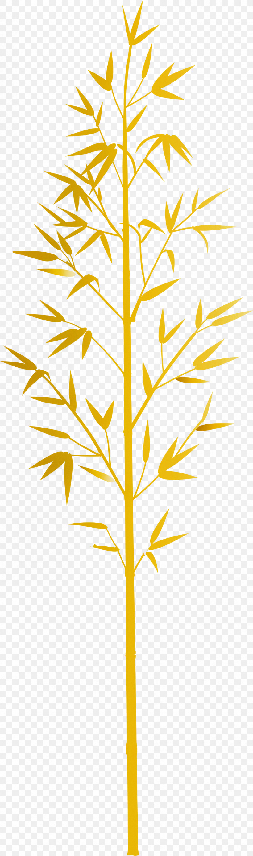 Bamboo Leaf, PNG, 886x2999px, Bamboo, American Larch, Branch, Grass, Grass Family Download Free