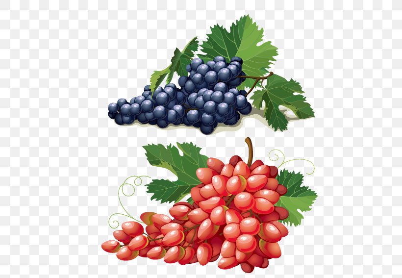 Grape Euclidean Vector Adobe Illustrator Illustration, PNG, 567x567px, Grape, Berry, Food, Fruit, Frutti Di Bosco Download Free