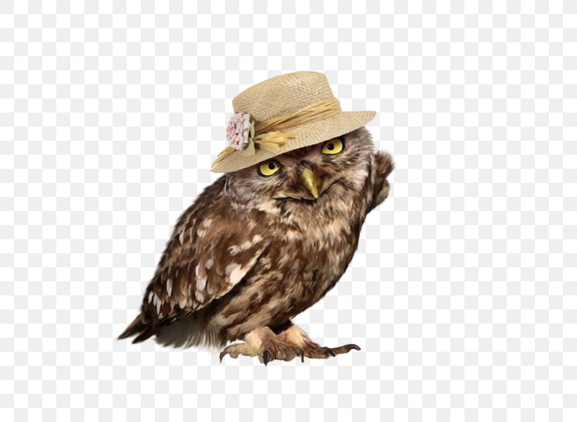 Owl Bird, PNG, 600x600px, Owl, Animal, Beak, Bird, Bird Of Prey Download Free