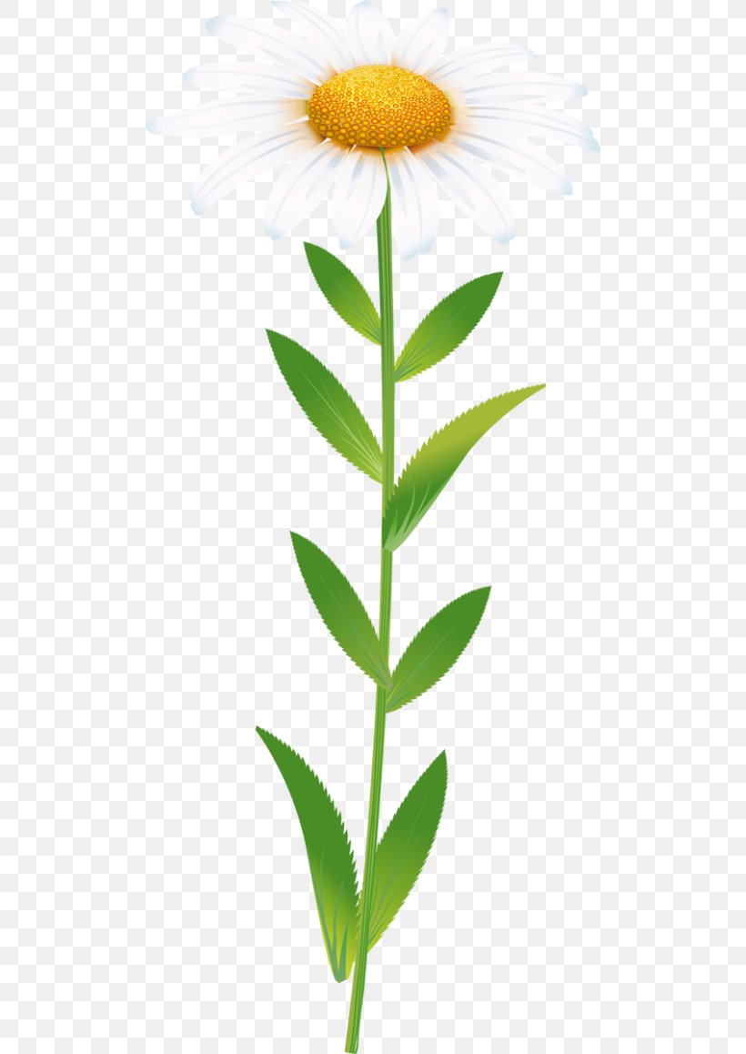 Oxeye Daisy Roman Chamomile German Chamomile Drawing, PNG, 500x1158px, Oxeye Daisy, Animation, Chamomile, Daisy, Daisy Family Download Free