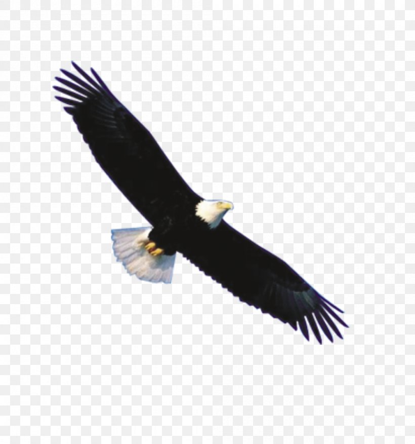 Bald Eagle Flight Bird, PNG, 1000x1069px, Bald Eagle, Accipitriformes, Aquila, Beak, Bird Download Free