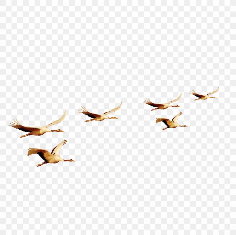 Bird Flight Bird Flight Euclidean Vector, PNG, 1181x1181px, Bird, Anatidae, Beak, Bird Flight, Ducks Geese And Swans Download Free