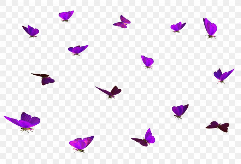 Butterfly Colias Hyale Clip Art, PNG, 2000x1361px, Butterfly, Colias Croceus, Colias Hyale, Color, Lilac Download Free