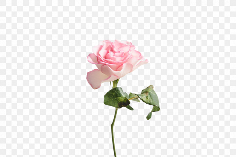 Garden Roses, PNG, 1200x801px, Plant Stem, Artificial Flower, Biology, Bud, Cabbage Rose Download Free