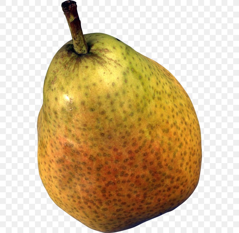 Pear, PNG, 567x800px, Pear, Apple, Food, Fruit, Graphics Software Download Free