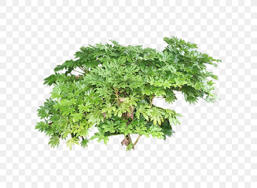 Tree Plant Cypress, PNG, 600x600px, Tree, Cypress, Flowerpot, Grass, Gratis Download Free