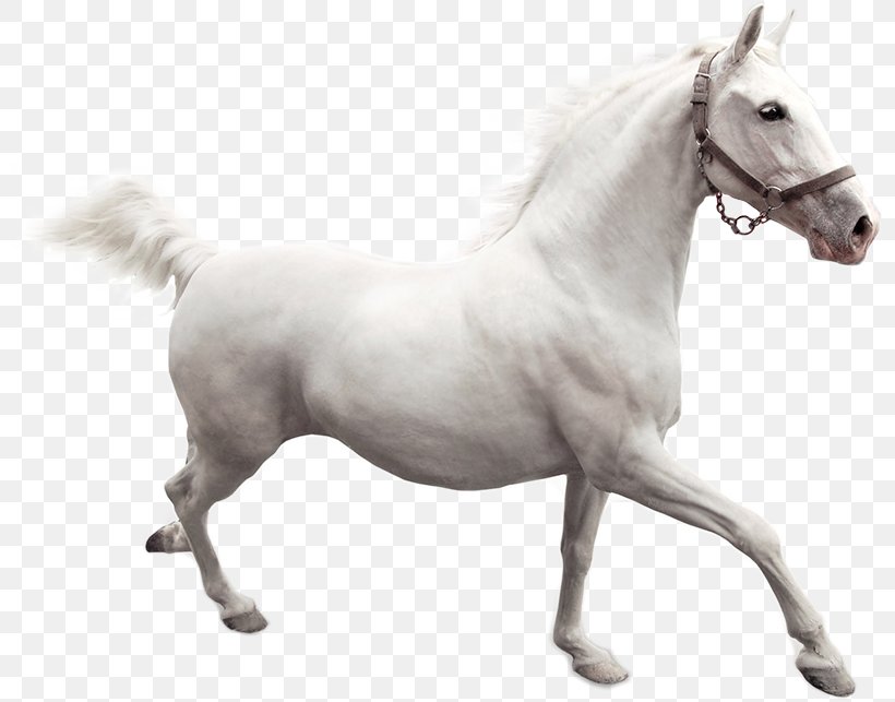 American Paint Horse Camargue Horse Mustang Desktop Wallpaper Stallion, PNG, 800x643px, American Paint Horse, Animal, Black, Bridle, Camargue Horse Download Free