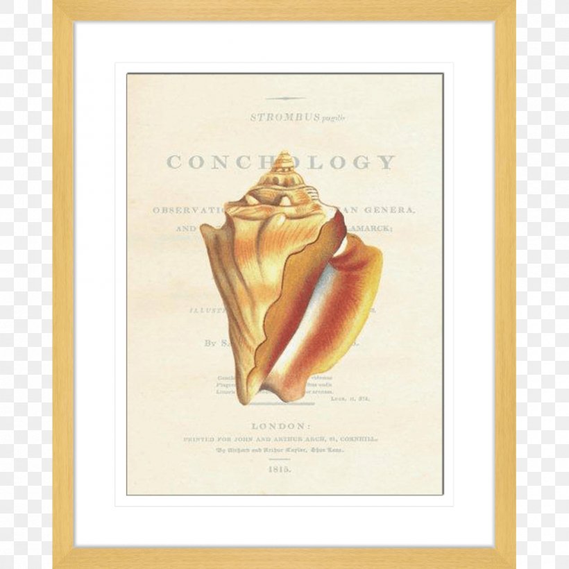 Seashell Conchology Nautilidae Oak Archives Picture Frames, PNG, 1000x1000px, Seashell, Art, Conchology, Jaw, Nautilidae Download Free