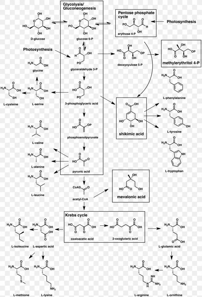 Secondary Metabolite Biosynthesis Organism Natural Product, PNG, 1040x1530px, Watercolor, Cartoon, Flower, Frame, Heart Download Free