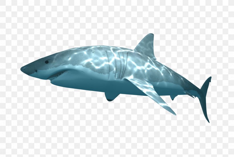 Tiger Shark Great White Shark Requiem Sharks Marine Mammal, PNG, 1637x1097px, Tiger Shark, Biology, Carcharhiniformes, Carcharodon, Cartilaginous Fish Download Free