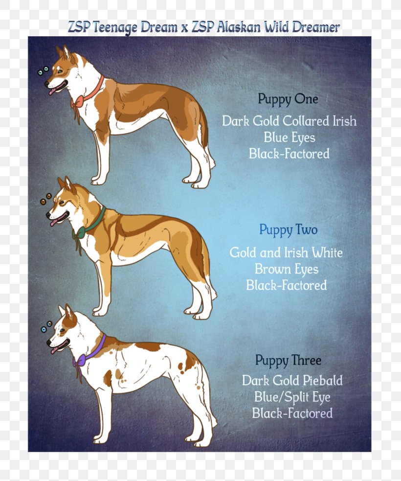 Whippet Spanish Greyhound Italian Greyhound Azawakh Longdog, PNG, 813x983px, Whippet, Azawakh, Breed, Carnivoran, Dog Download Free