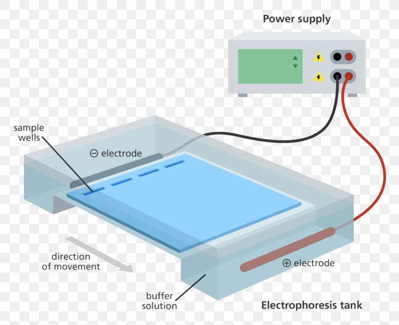 Agarose Gel Electrophoresis Polyacrylamide Gel Electrophoresis, PNG, 1200x978px, Gel Electrophoresis, Agarose, Agarose Gel Electrophoresis, Dna, Electronic Device Download Free