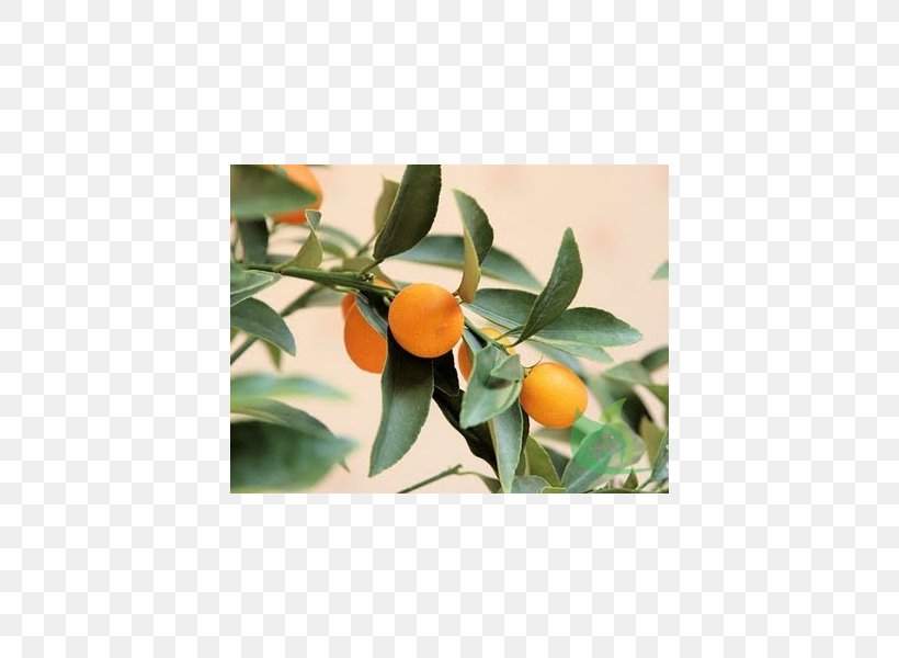 Kumquat Tangerine Mandarin Orange Rangpur Clementine, PNG, 600x600px, Kumquat, Bitter Orange, Calamondin, Citrus, Citrus Margarita Download Free