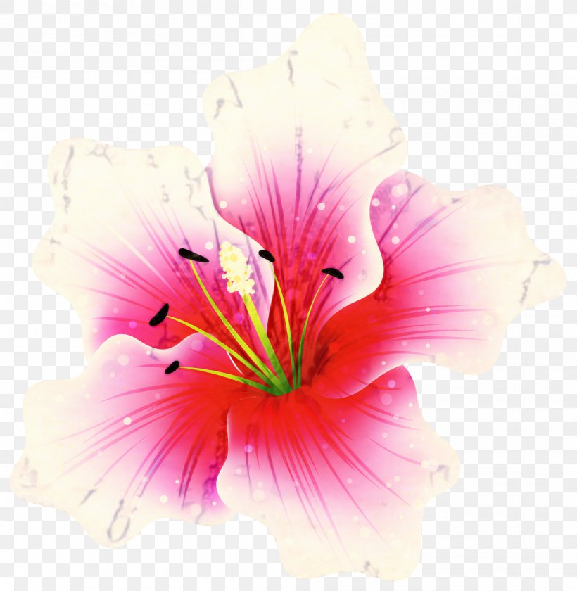 Rosemallows Alstroemeriaceae Close-up Magenta, PNG, 2000x2051px, Rosemallows, Alstroemeriaceae, Chinese Hibiscus, Closeup, Flower Download Free