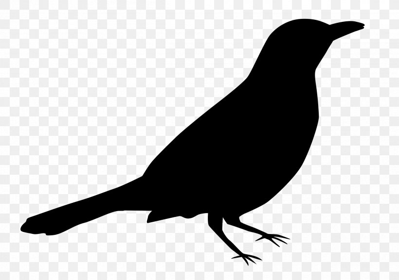 American Crow American Sparrows Beak Fauna Silhouette, PNG, 2400x1691px, American Crow, American Sparrows, Beak, Bird, Blackbird Download Free