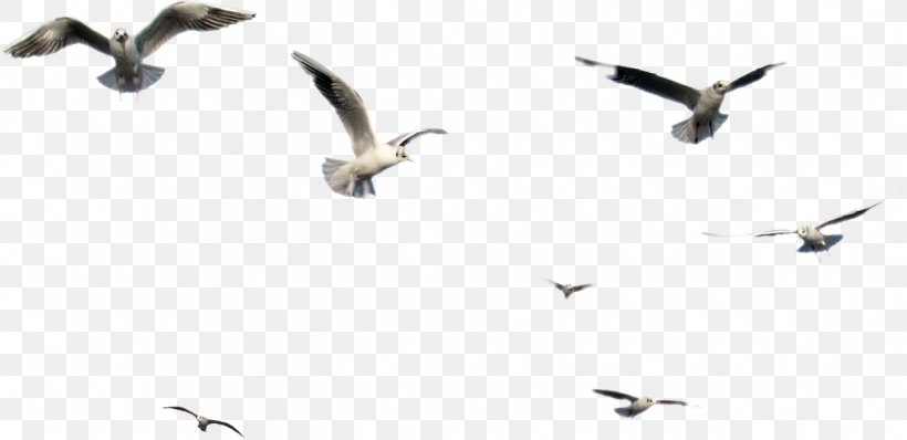 Bird Clip Art, PNG, 1266x615px, Bird, Animal Migration, Beak, Bird Migration, Black And White Download Free
