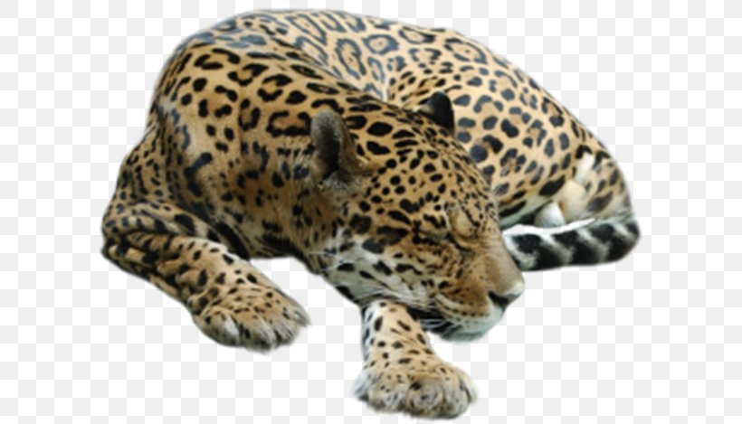 Cheetah Tiger Leopard Lion, PNG, 600x469px, Cheetah, Big Cat, Big Cats, Carnivoran, Cat Like Mammal Download Free