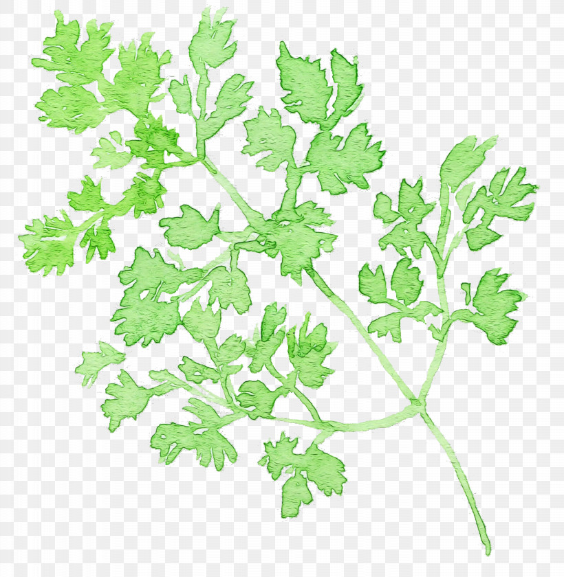 Parsley, PNG, 2662x2730px, Watercolor Chervil, Chervil, Chinese Celery, Flower, Herb Download Free