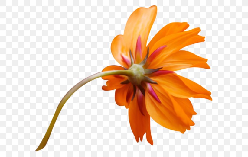 Image Orange Vector Graphics Flower, PNG, 600x520px, Orange, Centerblog, Close Up, Color, Daisy Family Download Free