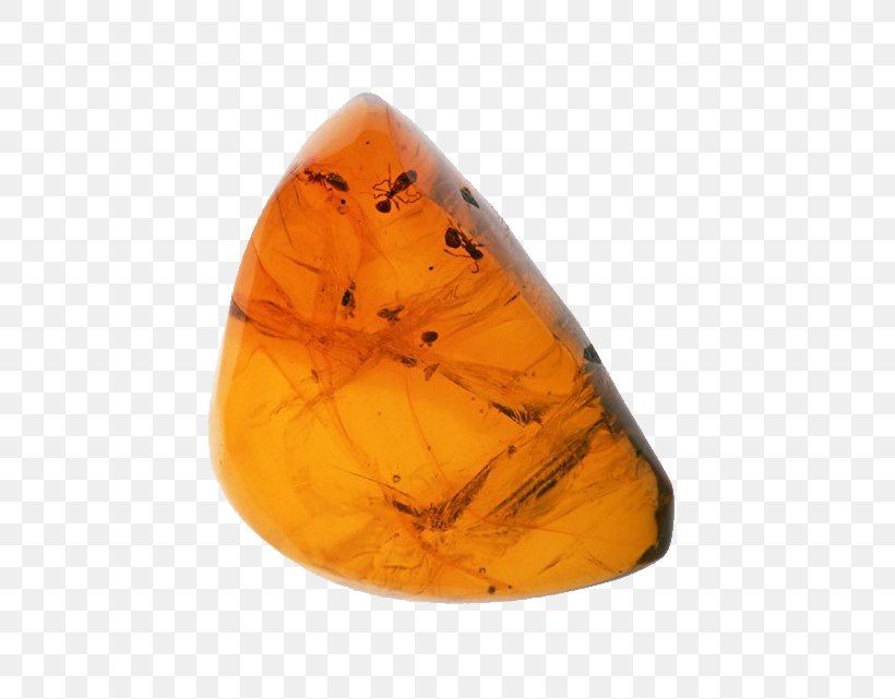 Amber Tomakomai Komazawa University Fossil Rock Rosin, PNG, 656x641px, Amber, Ammonites, Butterfly, Fossil, Gemstone Download Free