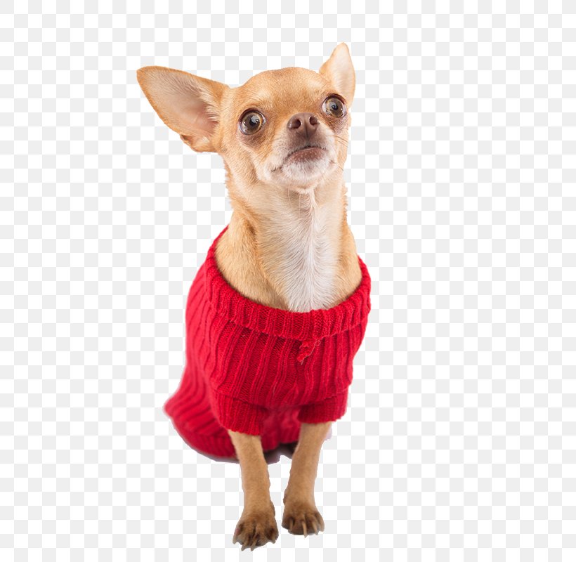 Chihuahua Puppy Dog Breed Companion Dog Clothing, PNG, 800x800px, Chihuahua, Carnivoran, Clothing, Clothing Accessories, Coat Download Free