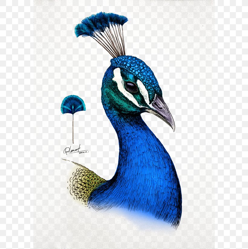Drawing Millie Marottas Animal Kingdom, PNG, 600x823px, Drawing, Animal, Art, Beak, Bird Download Free