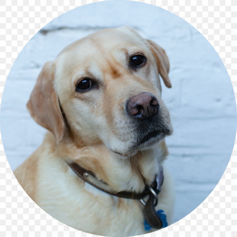 Labrador Retriever Golden Retriever Puppy Dog Breed Companion Dog, PNG, 858x858px, Labrador Retriever, Animal, Animal Jam Clans, Breed, Carnivoran Download Free